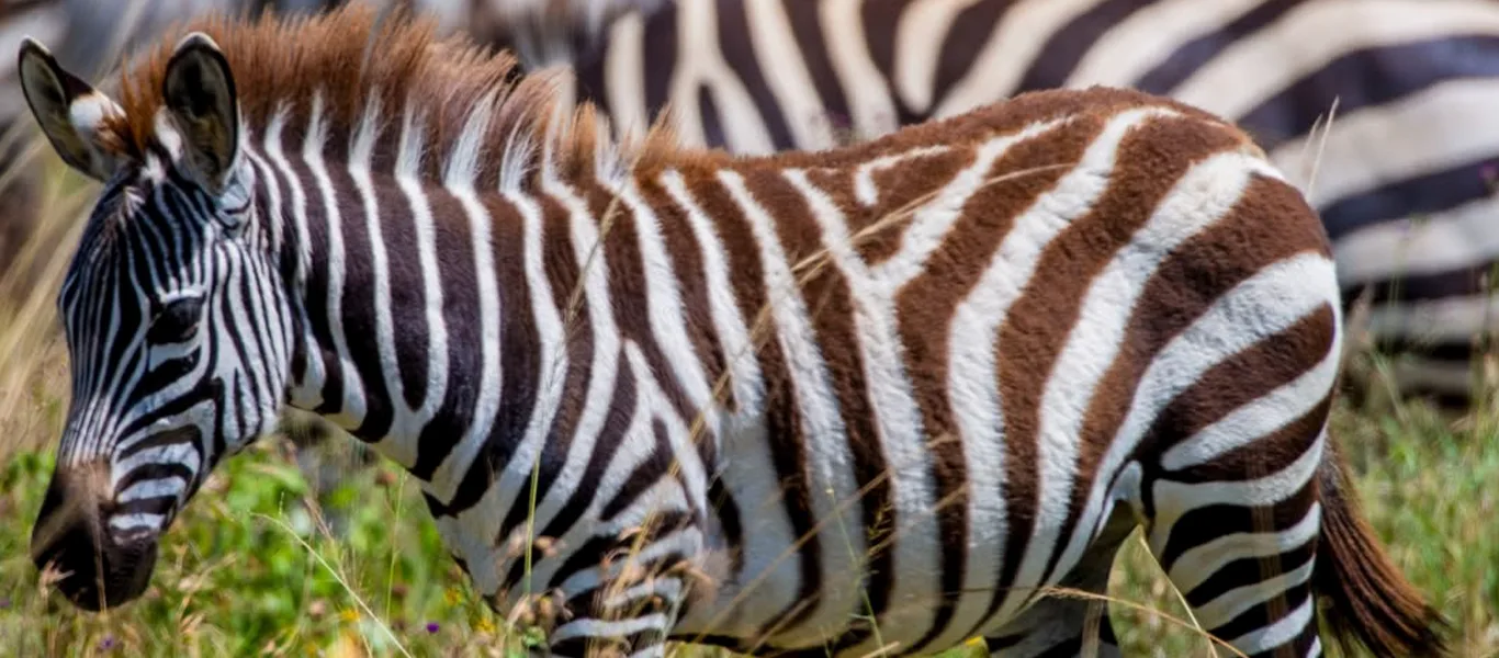 Zebras in the Serengeti