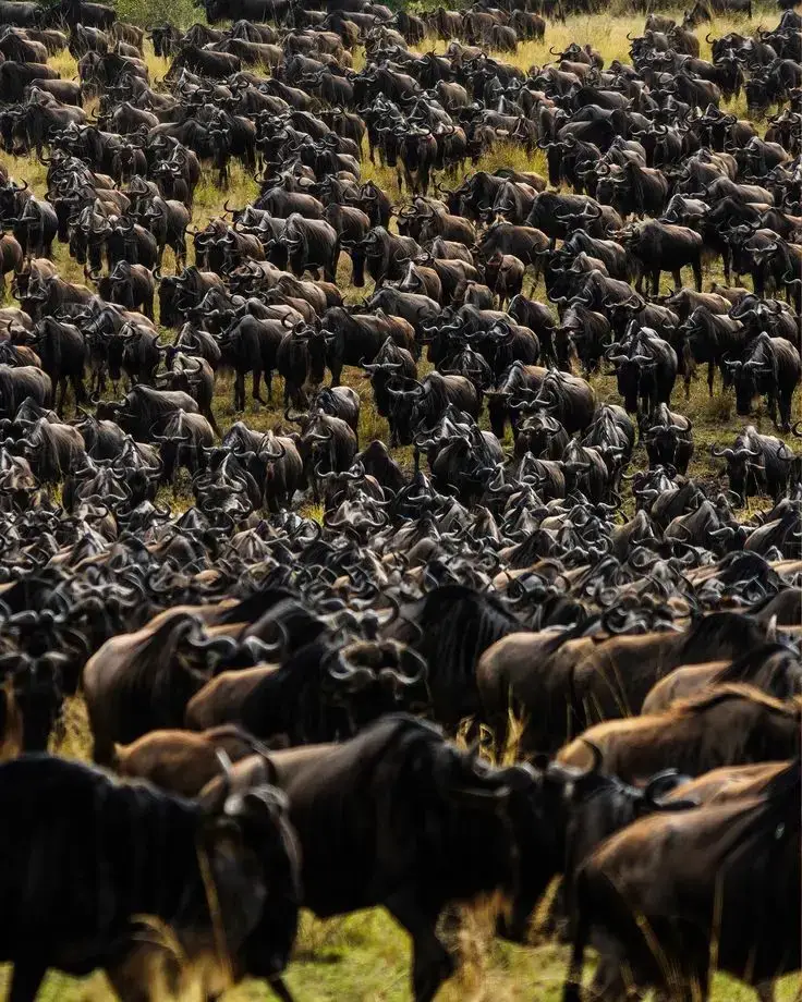 From $3500 to $5000 Wildebeest Migration