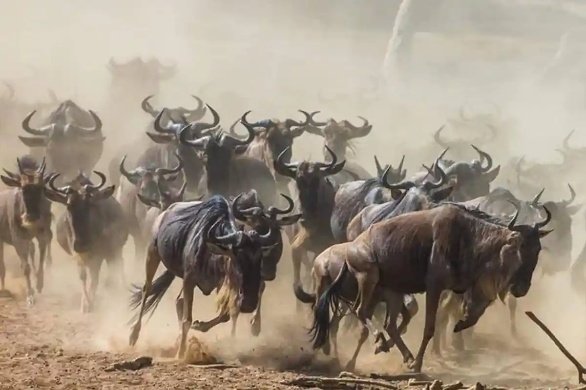6-Day Ndutu Migration Family Safari | Luxury Tanzania