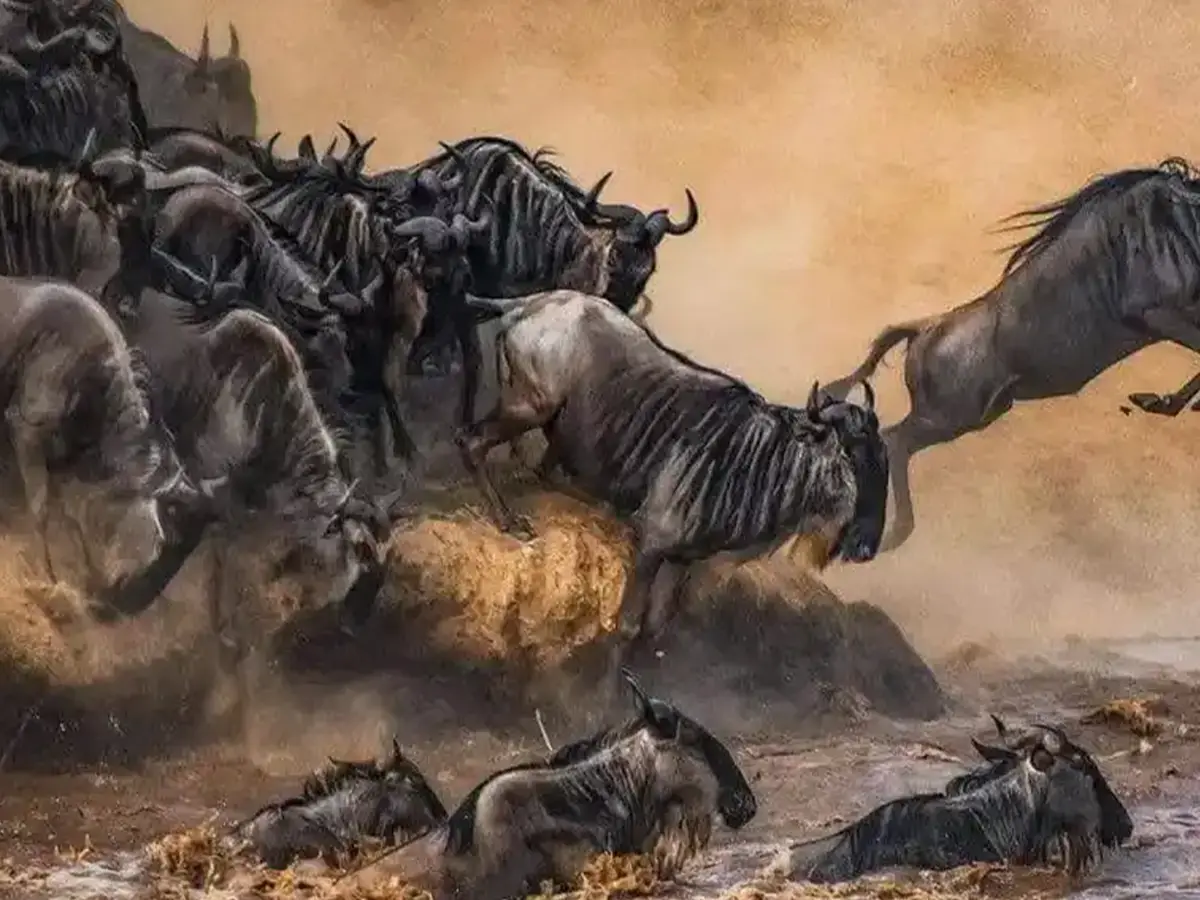 7 Days Serengeti Wildebeest Migration Luxury Family Safari