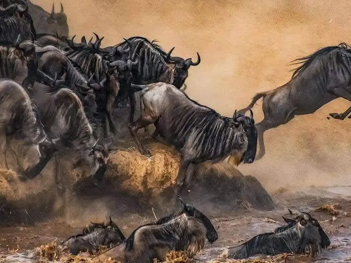 4-Day Mara River Crossing Safari Tanzania – Roar of the Mara | $3,599