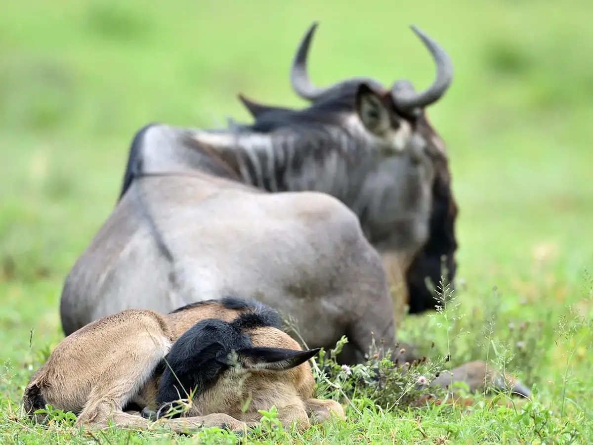 6 Days Ndutu Migration Family Safari in Tanzania