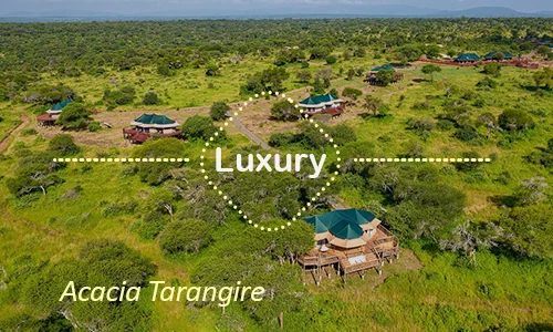 Acacia Tarangire - Luxury Safari Experience in Tarangire National Park