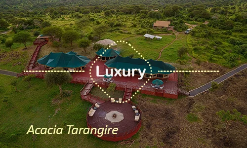 Tarangire luxury safari travel Tanzania