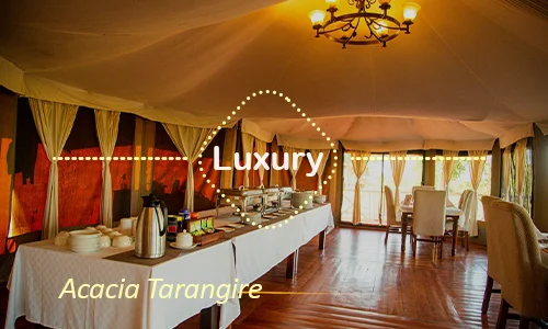 Tarangire luxury safari travel Tanzania