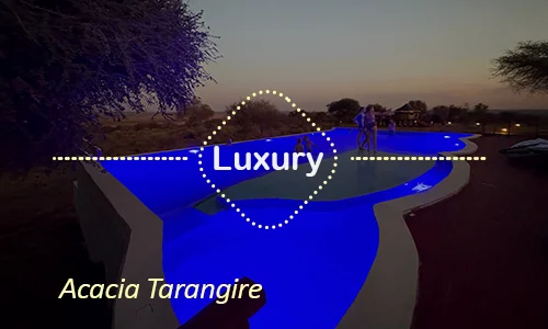 Luxury Acacia Tarangire - Day 3