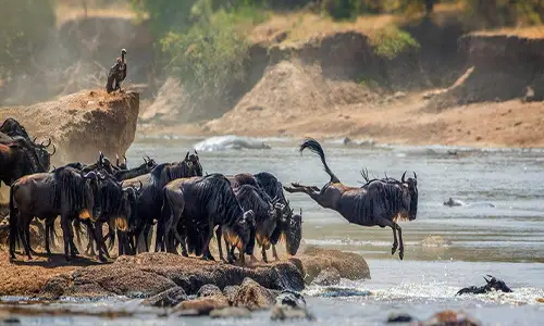 Great Migration luxury safari experience in the Serengeti