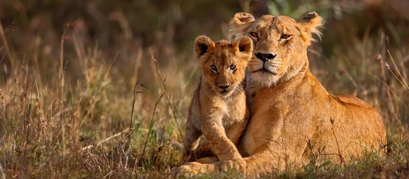 10 Days Treasures of Tanzania Luxury Safari – Northern Circuit & Zanzibar | Luxury Lodges