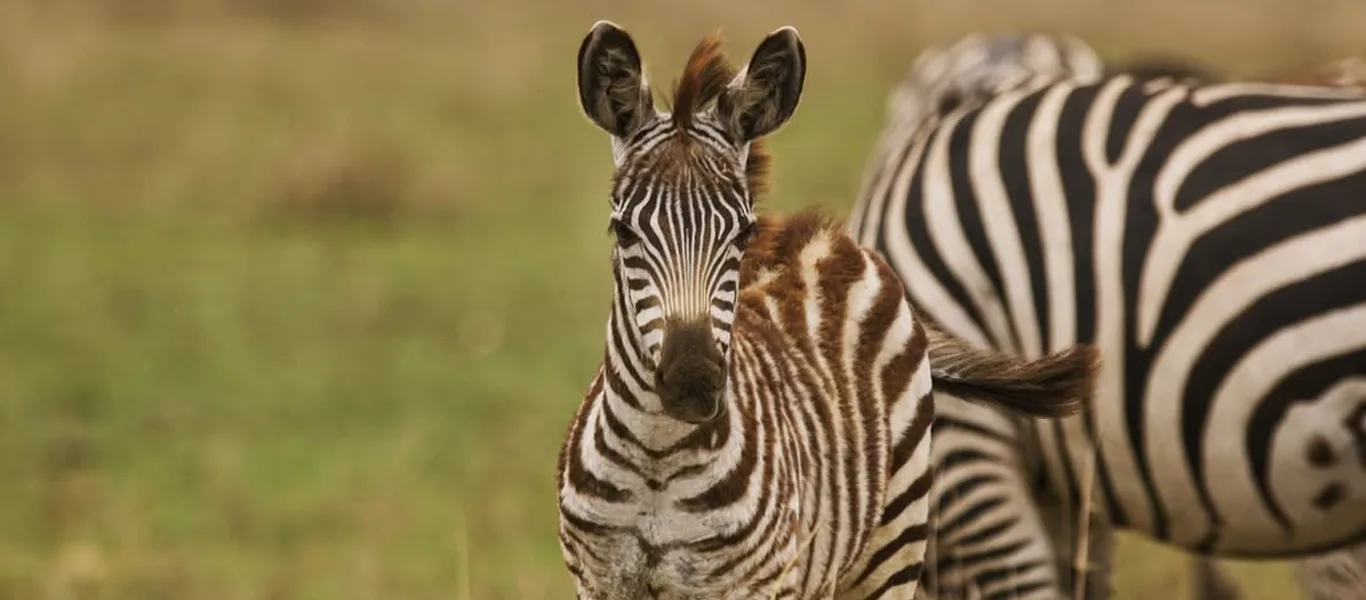 12-Day Northern Circuit Serengeti Safari | Luxury