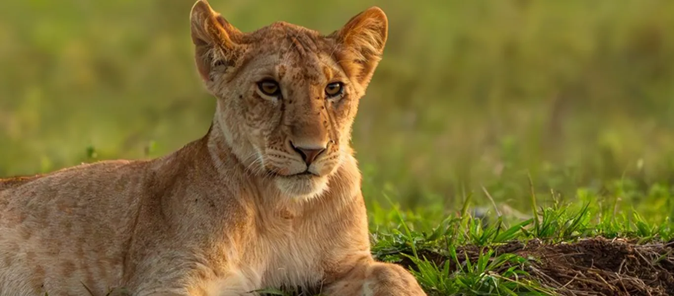 18 Days Tanzania Luxury Safari & Zanzibar | Tanzania Safari Source