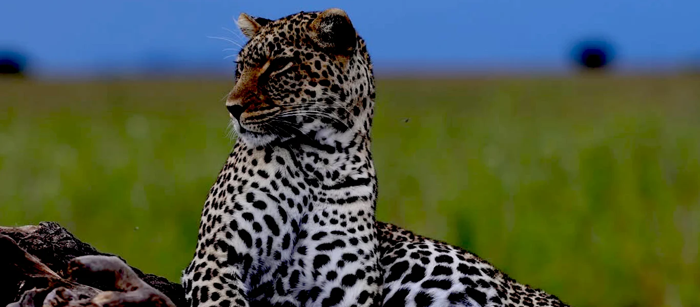 3 Days Serengeti Family Safari