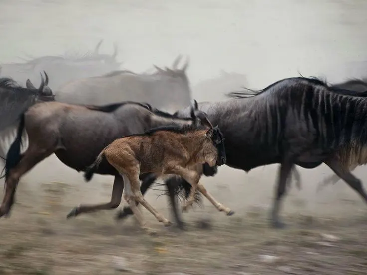 4 days luxury calving safari southern serengeti | Ndutu Migration Safari