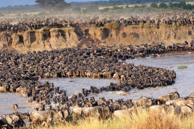 4 Days Luxury Wildebeest Migration Safari July to October | 2026/2027