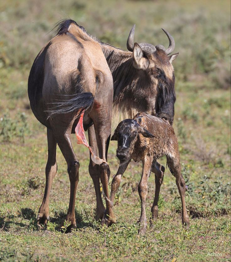 4 Days Luxury Calving Season to Witness Newborn Calves