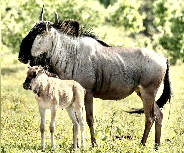 4 Days Luxury Tanzania Calving Season Experience