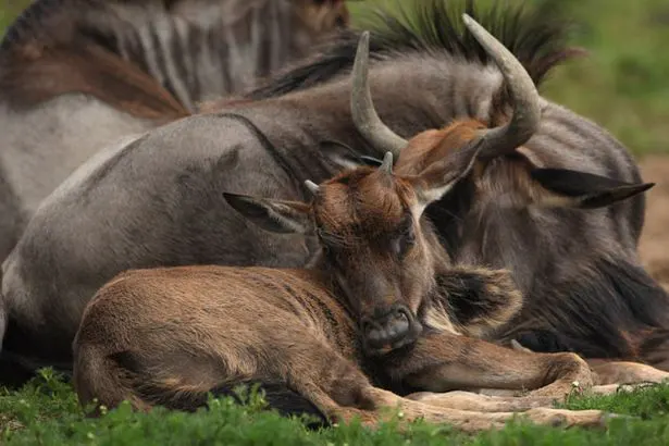 5 Days Private Luxury Calving Season Ndutu Safari