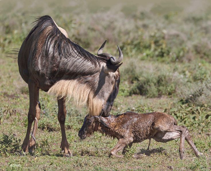 5 days last minute newborn calves safari