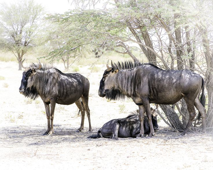 6 Days Luxury Wildebeest Birth Season Journey