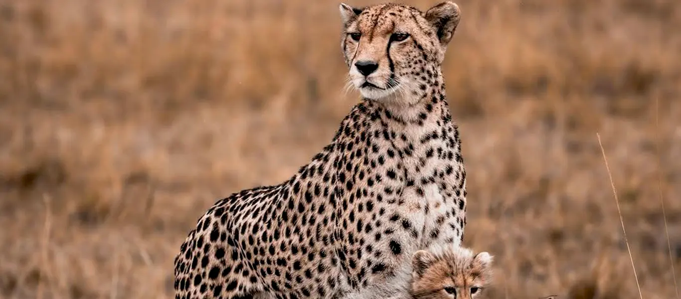 6-Day Luxury Honeymoon Safari Tanzania | Luxury Escape