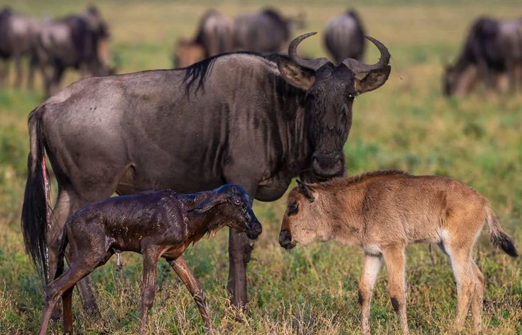 7 Days Luxury Serengeti Calving Season Safari