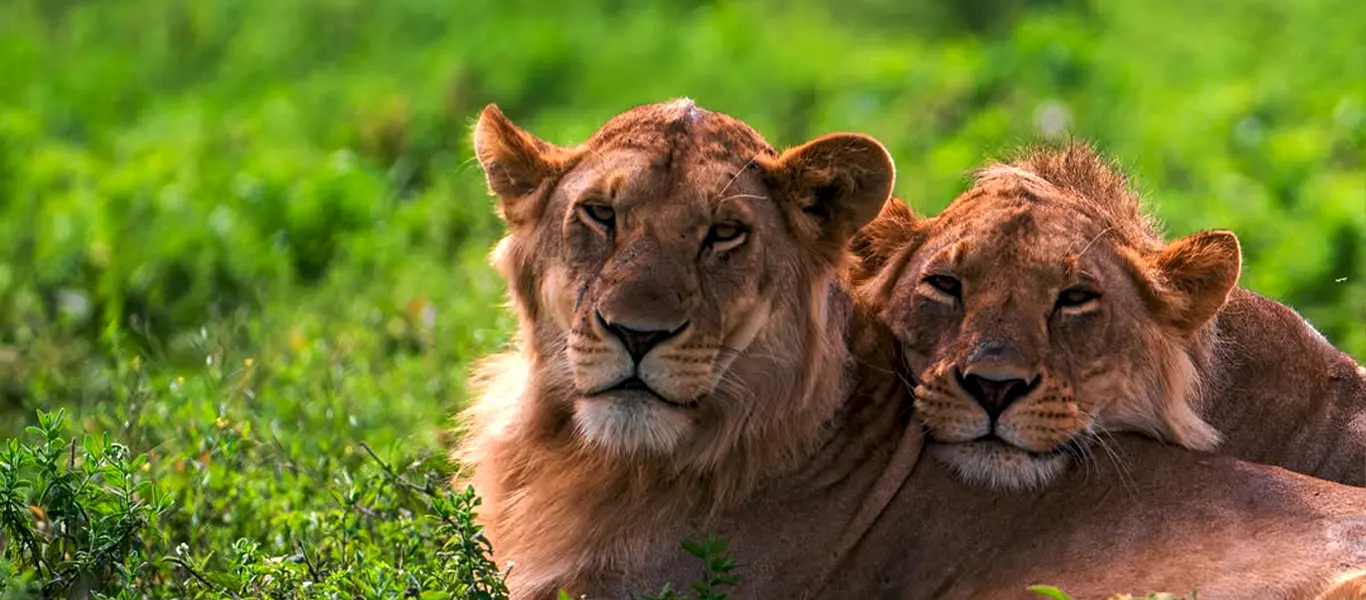 8-Day Classic Family Safari Tanzania | Luxury Private Tour