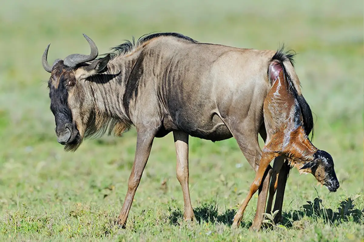 5-Day Fly‑In Luxury Migration Safari 2026 – Kogatende & Mara River (Private Guide)