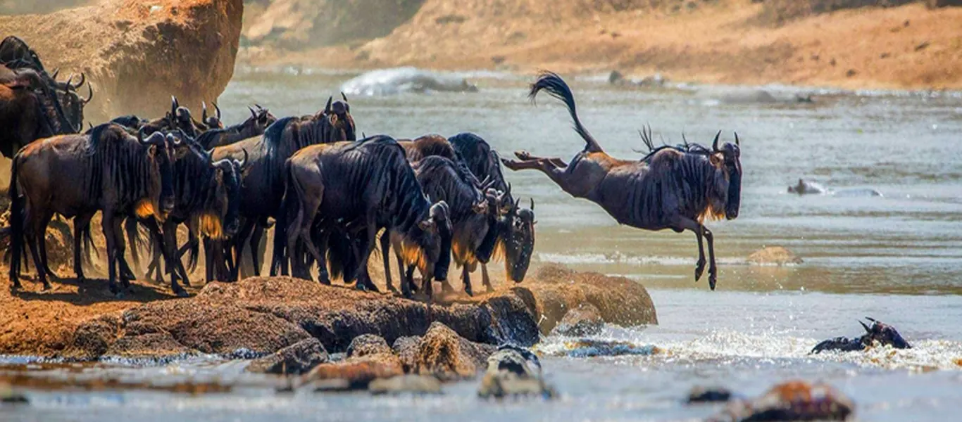 Luxury Tanzania Safari | Great Migration for $3500 (5 Days) | 2026