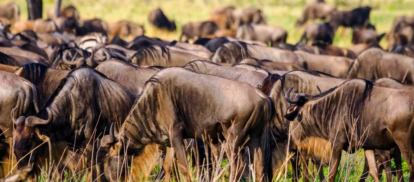 5-Day Fly In Migration Safari