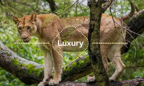 12 Days Private Safari Start Moshi or Arusha