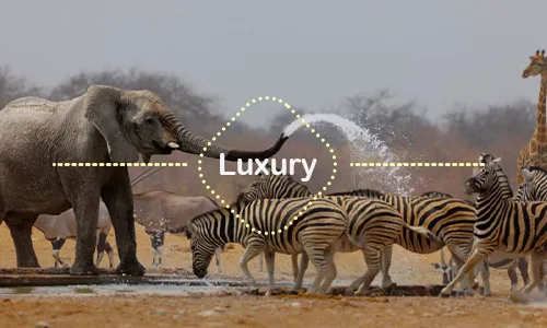 18 Days Tanzania Luxury Safari & Zanzibar