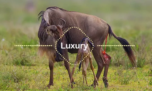 5 Days Private Safari Ndutu Region