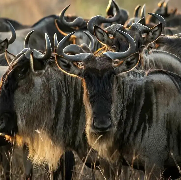 4-Day Northern Serengeti $3500