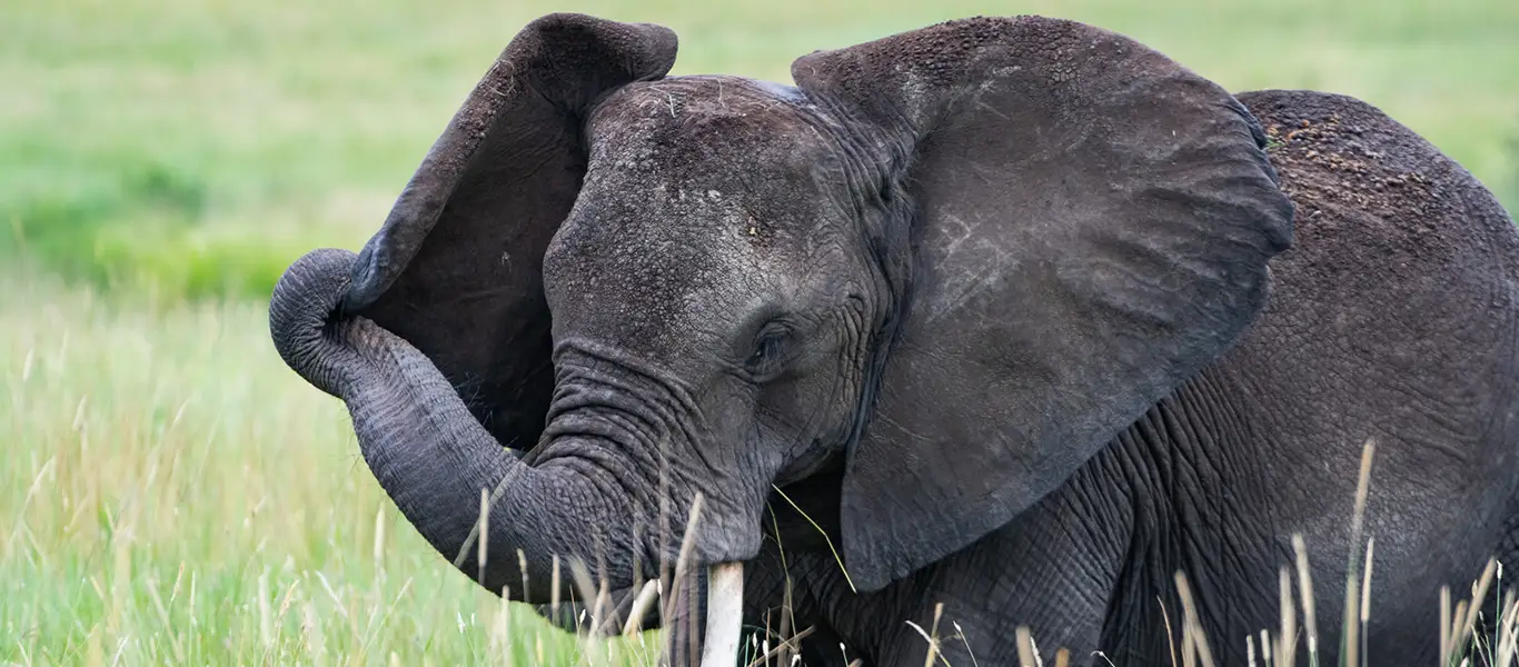 5 Days Tanzania Christmas Luxury Safari