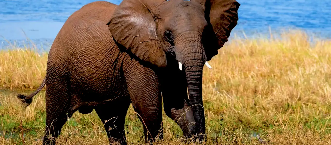 5-Day Serengeti & Ngorongoro