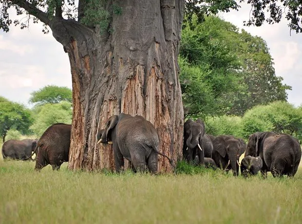 5-Day Serengeti Migration