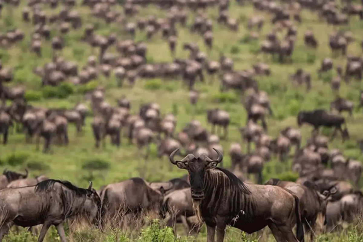 5-Day Tanzania Tour $3000-$5000