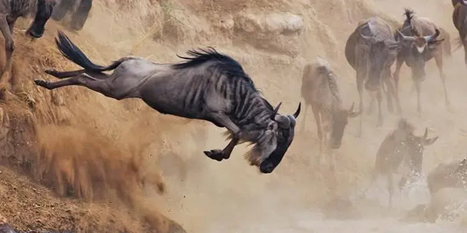 5 Days Wildebeest Migration $4000