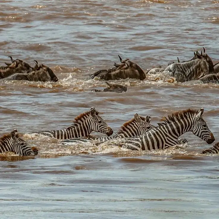 Witness Great Migration $4500